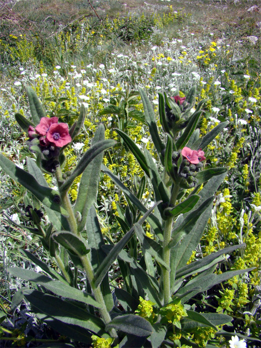 Cynoglossum montanum / Lingua di cane montana